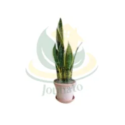 Snake Plant (Sansevieria) in Montana