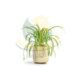 Spider Plant (Chlorophytum comosum) in Montana